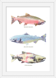 Three Salmon Watercolor Prints