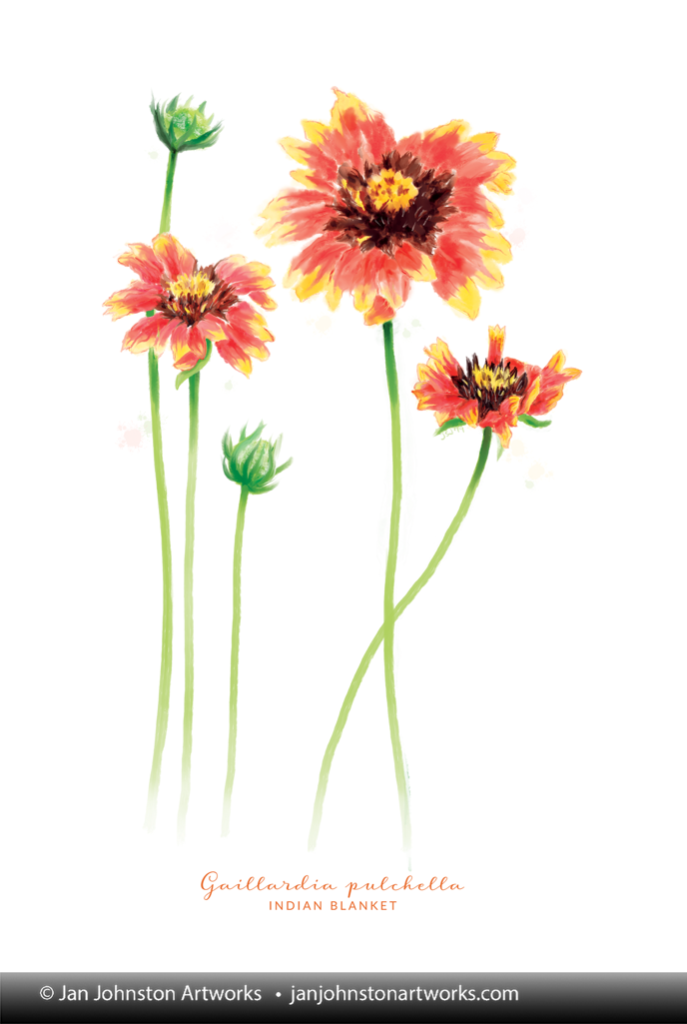 Indian Blanket Watercolor Print