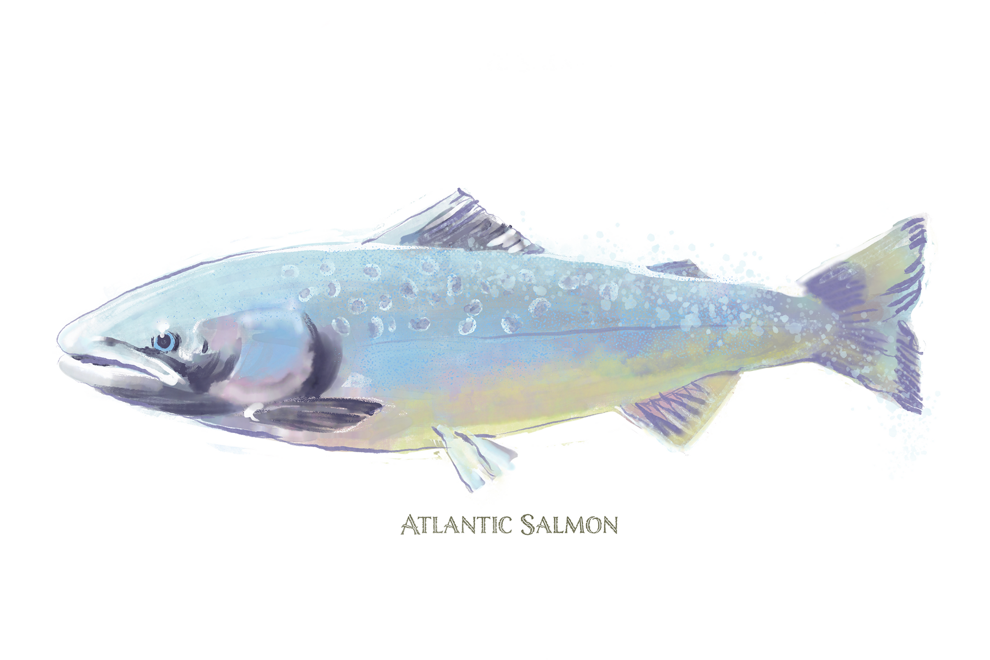 Atlantic Salmon Watercolor