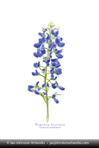 Texas Bluebonnet Watercolor Note Cards