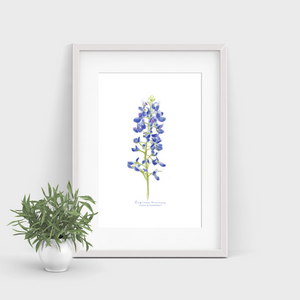 Texas Bluebonnet Watercolor Note Cards