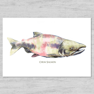 Chum Salmon Watercolor Print