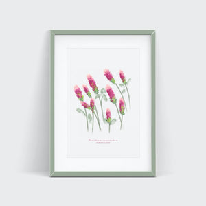 Crimson Clover Texas Wildflower Watercolor Portrait