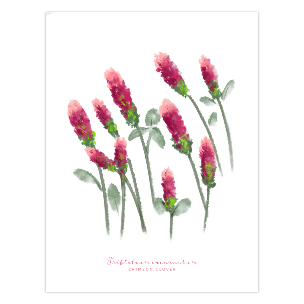 Crimson Clover Texas Wildflower Card front