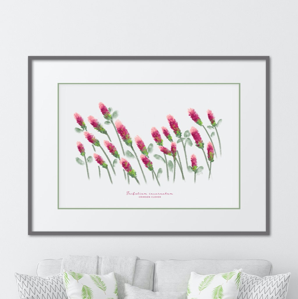 Crimson Clover Texas Wildflower Print