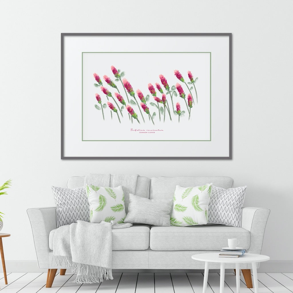 Crimson Clover Texas Wildflower Print