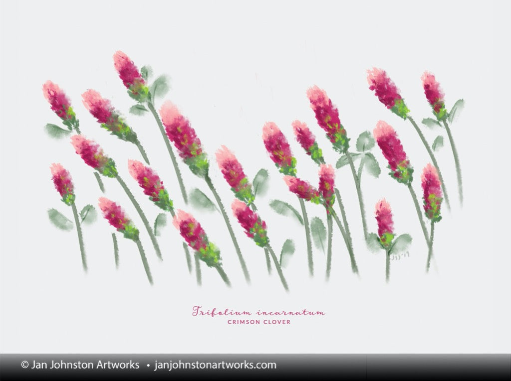 Crimson Clover Texas Wildflower Print