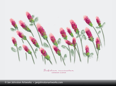 Crimson Clover Texas Wildflower Print