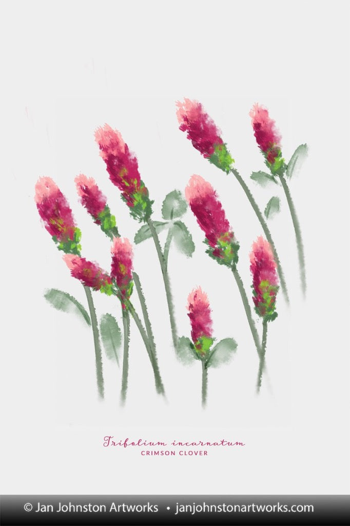 Crimson Clover Texas Wildflower Watercolor Portrait