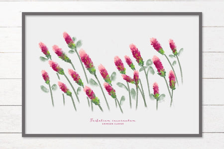 Crimson Clover Texas Wildflower Print