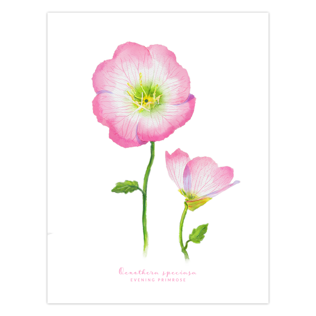 Evening Primrose Texas Wildflower card front