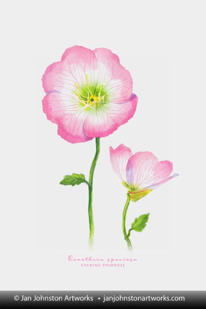 Evening Primrose Watercolor Print