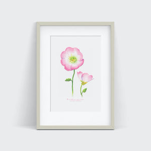 Evening Primrose Watercolor Print