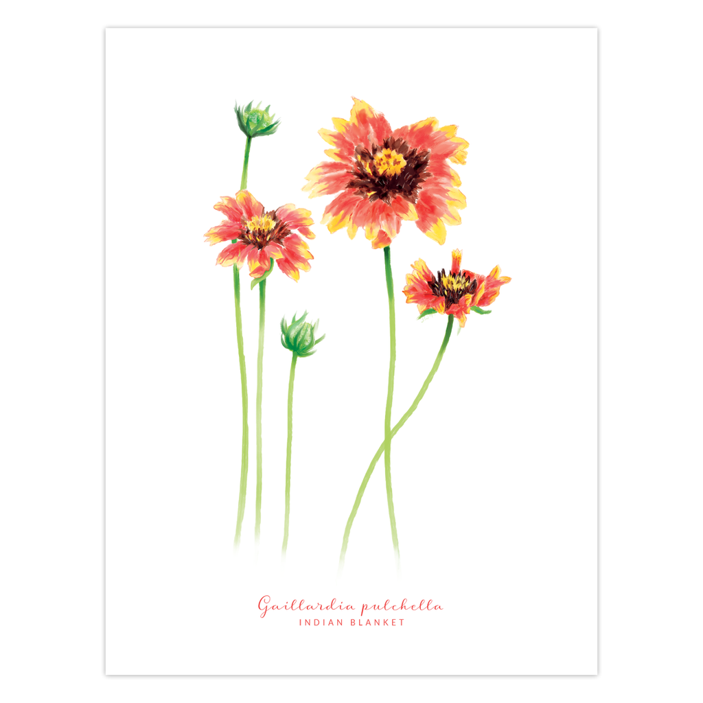 Indian Blanket Texas Wildflower Card Front