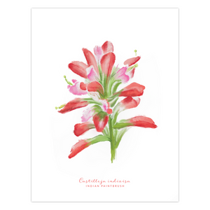 Indian Paintbrush Texas Wildflower Card Front
