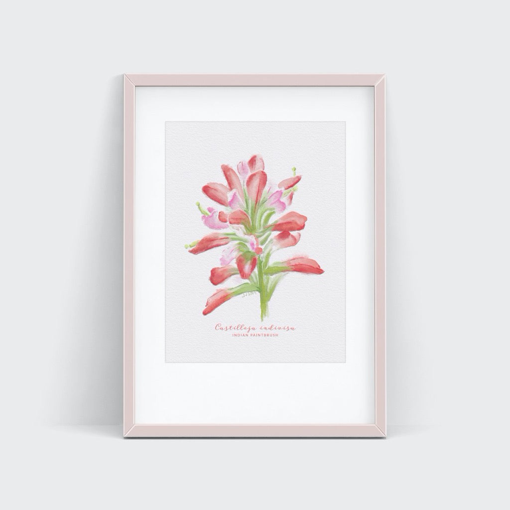 Indian Paintbrush Watercolor Print