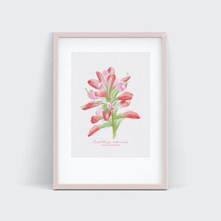 Indian Paintbrush Watercolor Print