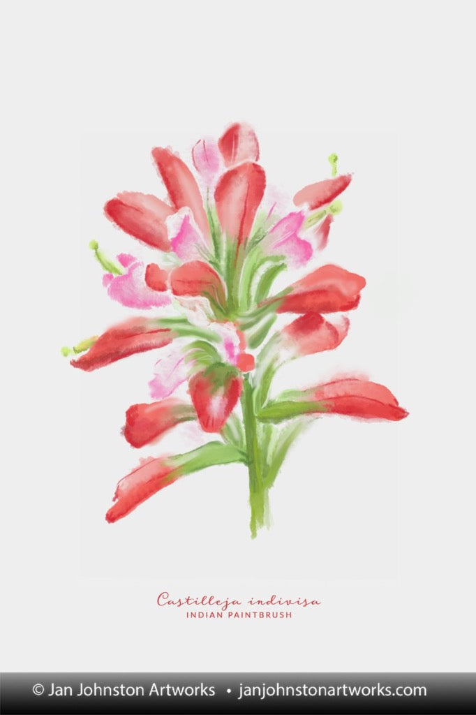 Indian Paintbrush Watercolor Note Cards