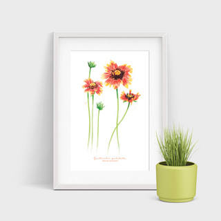 Indian Blanket Watercolor Print