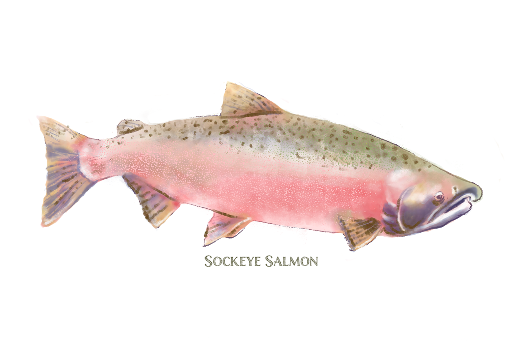 Three Salmon Watercolor Prints
