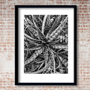 Wild Aloe Vera Black & White Print