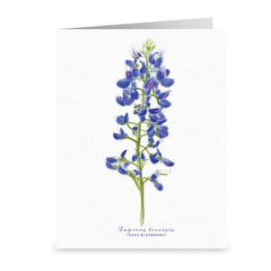 Texas Bluebonnet Watercolor Note Cards